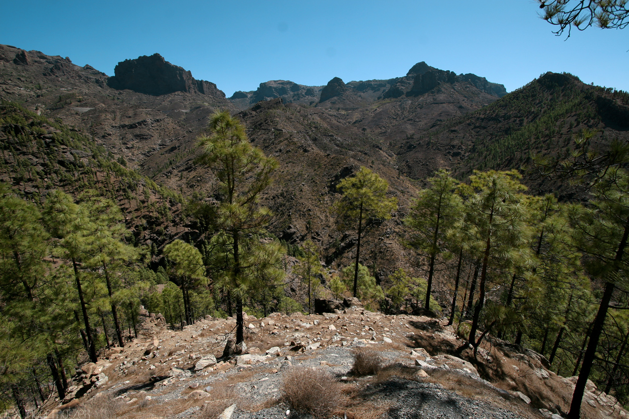 Foto von Gran Canaria Grüne Pinien Bäume am Hang